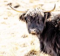 Tuinschilderij hooglander zw 70x50 Customize-it - Customize it - thumbnail