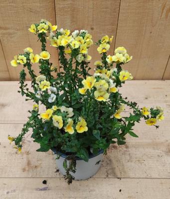 Nemesia geel Warentuin Natuurlijk - Warentuin natuurlijk