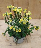 Nemesia geel Warentuin Natuurlijk - Warentuin natuurlijk - thumbnail