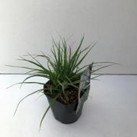 Veldbies (Luzula nivea) siergras - thumbnail