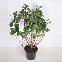 Sering (syringa vulgaris "Mme Lemoine") - 90-120 cm - 1 stuks - thumbnail