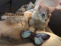 Wild Life Cat Blauwe Vlinder - thumbnail