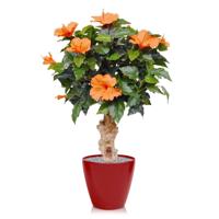 Hibiscus kunstplant op voet 65cm - oranje - thumbnail