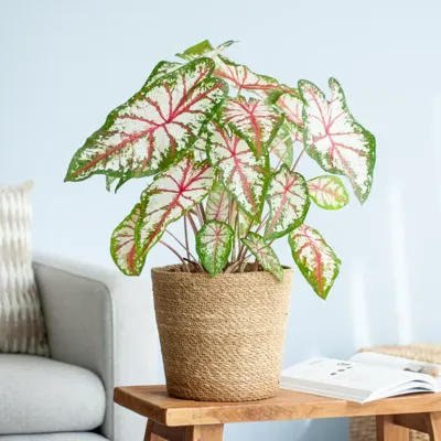 Caladium Tapestry - P21
