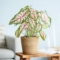 Caladium Tapestry - P21 - thumbnail