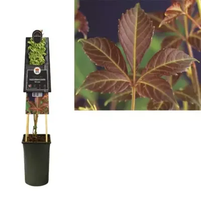 Klimplant Chinese wilde wingerd - Parthenocissus Henryana Klimplant Chinese wilde wingerd - Parthenocissus Henryana