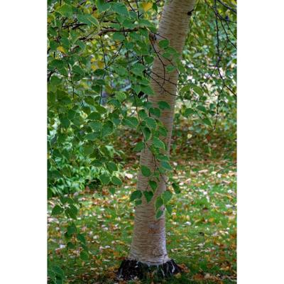 Witte himalayaberk op stam