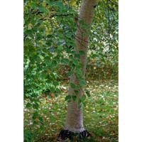 Witte himalayaberk op stam - thumbnail