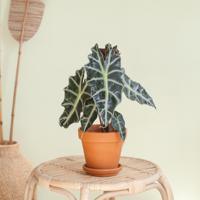 Alocasia Amazonica Polly - Skeletplant - P12 - thumbnail