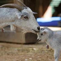 Ducky One 3 Mist Grey toetsenbord - thumbnail