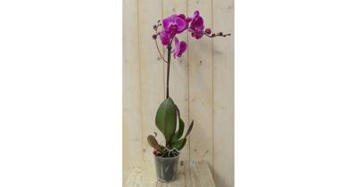Vlinderorchidee Luxe Tak roze 80 cm Phalaenopsis Warentuin Natuurlijk - Warentuin natuurlijk Vlinderorchidee Luxe Tak roze 80 cm Phalaenopsis Warentuin Natuurlijk - Warentuin natuurlijk