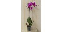 Vlinderorchidee Luxe Tak roze 80 cm Phalaenopsis Warentuin Natuurlijk - Warentuin natuurlijk - thumbnail