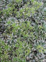 Rotsheide - thumbnail