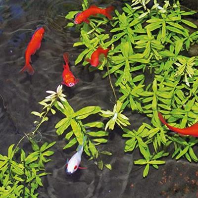 Aqua Clear 500 ml Ubbink - Ubbink