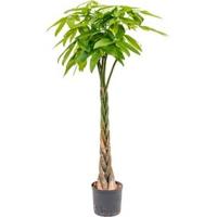 Pachira aquatica 140 Geldboom hydrocultuur plant - thumbnail