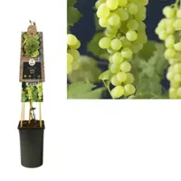 Witte Druif Pitloos Vitis Himrod 75 cm klimplant - thumbnail