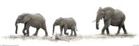 Poster Mario Moreno - The Elephants 91,5x30,5cm - thumbnail
