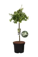 Bontbladige Kardinaalsmuts Harlequin - thumbnail