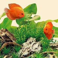 Juwel LED lamp Nature 31 Watt 1200 mm - LED Tube Juwel Gebr. de Boon - Gebr de boon - thumbnail