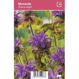 Bergamot (monarda "Prairie Night") najaarsbloeier - 12 stuks