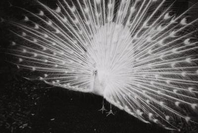 Lomography Earl Grey 100/120 3 pcs