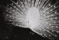 Lomography Earl Grey 100/120 3 pcs - thumbnail