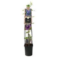 Blauwe bosrank (Clematis "Multi Blue") klimplant 120 cm - thumbnail