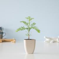 Kustmammoetboom - Sequoia Sempervirens - Brievenbusboompje - thumbnail