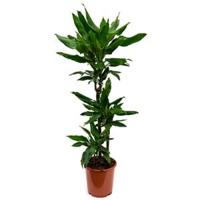 Dracaena janet lind XS kamerplant - thumbnail