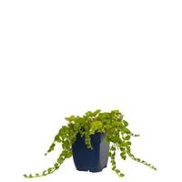 Lysimachia nummularia vaste plant Griffioen - Griffioen - thumbnail