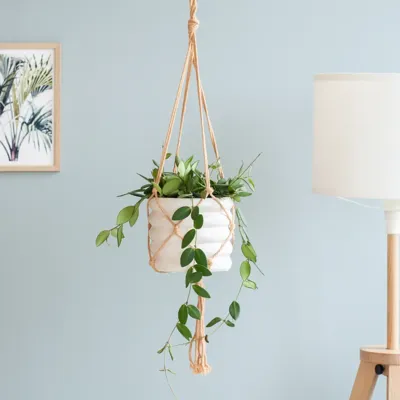 Hoya Burtoniae - P14 Hoya Burtoniae - P14