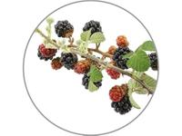 Medisana Aroma Wildbeeren Geurolie - thumbnail