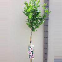 Hibiscus syriacus Hamabo op stam - Stam 110cm - 8 stuks - thumbnail