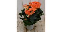 Begonia dubbelbloemig oranje kamerplant Warentuin Natuurlijk - Warentuin natuurlijk - thumbnail