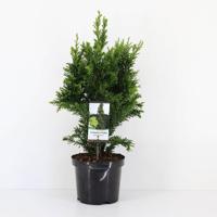 Chamaecyparis obtusa draht 55 cm Conifeer Japanse dwergcipres Warentuin Natuurlijk - Warentuin natuurlijk - thumbnail