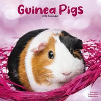 Guinea Pigs Calendar 2026 Square Animal Wall Calendar - 16 Month - thumbnail