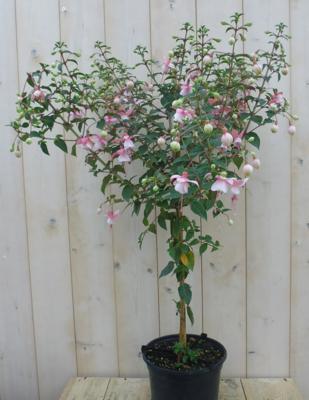 Fuchsia totale hoogte 100 cm donker-roze tinten kuipplant Warentuin Natuurlijk - Warentuin natuurlijk