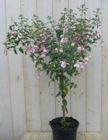 Fuchsia totale hoogte 100 cm donker-roze tinten kuipplant Warentuin Natuurlijk - Warentuin natuurlijk - thumbnail