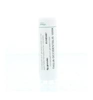 Thuja occidentalis 10MK - thumbnail