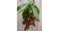 Hangplant Vleesetende plant Bekerplant Nepenthes Warentuin Natuurlijk - Warentuin natuurlijk - thumbnail