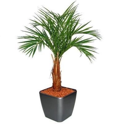 Areca kunstpalm op stam 120cm Areca kunstpalm op stam 120cm