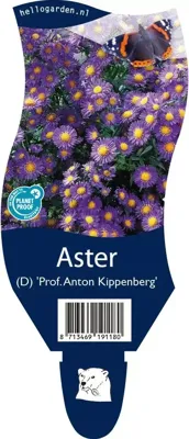Aster (D) Pr. A. Kippenberg vaste plant Griffioen - Griffioen