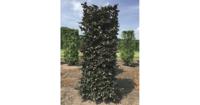 Kant & klaar haag Fagus sylvatica atropunice blokhaag H250 x B80 x L80 cm Rode beuk Quickhedge - Quickhedge - thumbnail