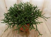 2 stuks! Kamerplant Coral Nature Rhipsalis Burchellii Viridi Warentuin Natuurlijk - Warentuin natuurlijk - thumbnail