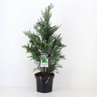 Chamaecyparis law columnaris 80 cm Conifeer Schijncipres Warentuin Natuurlijk - Warentuin natuurlijk - thumbnail