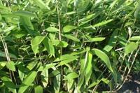 Sierbamboe - thumbnail