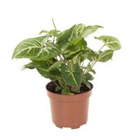 Syngonium Podophyllum (witte nerf) - P 12 cm - thumbnail