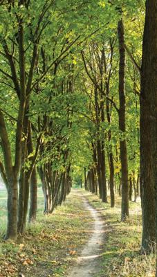 Bomen pad 70x130cm Tuinschilderij Customize-it - Customize it