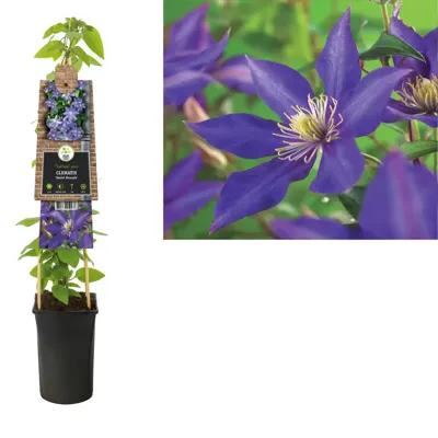 Paarse bosrank (Clematis "Daniel Deronda") klimplant
