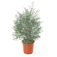Eucalyptus plant (gomboom) - P 23 cm - thumbnail